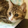 teamねこのてのプロフィール