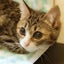 teamねこのてのサムネイル