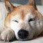 画像 噛まない犬の虹色ラジオ日記のユーザープロフィール画像