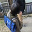 toraccoonのサムネイル