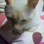 Sayuriのサムネイル