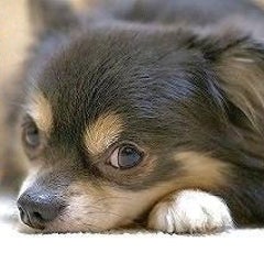 ただゆきだるまのプロフィール
