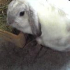 宇佐福なずなのプロフィール