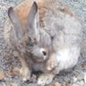 眠兎くんのプロフィール