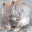 眠兎くんのサムネイル