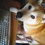 柴犬ワン！のサムネイル