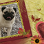 画像 　福生市　トリミング「犬の美容室　オリーブ」パグハウスオリーブの仔犬出産情報のユーザープロフィール画像