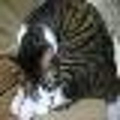 羽うさぎのプロフィール