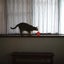まろにゃんのサムネイル