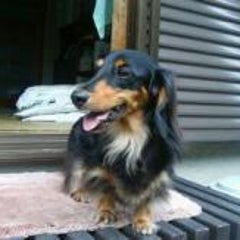 toroのプロフィール