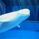 ＊スノーフレーク＊のおすすめのサムネイル