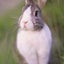 esrevnocのサムネイル