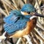 画像 賀茂川の野鳥さんたち(kamogawa-sanpo)のユーザープロフィール画像