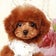 SWEET DOG 岡山県プードル専門店　可愛い仔犬の販売