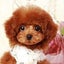 画像 SWEET DOG 岡山県プードル専門店　可愛い仔犬の販売のユーザープロフィール画像