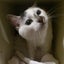 キャッツ ネイルのサムネイル