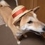 画像 柴犬トキ　ガウガウ日記のユーザープロフィール画像