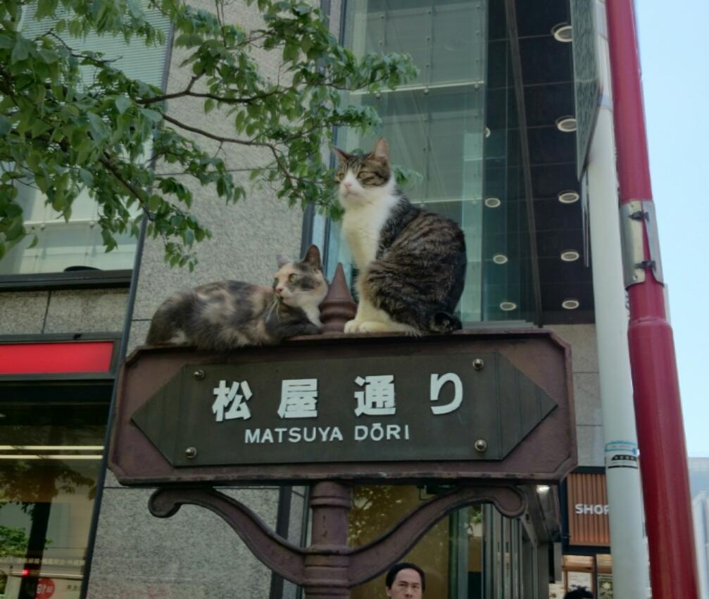 はるサクラ