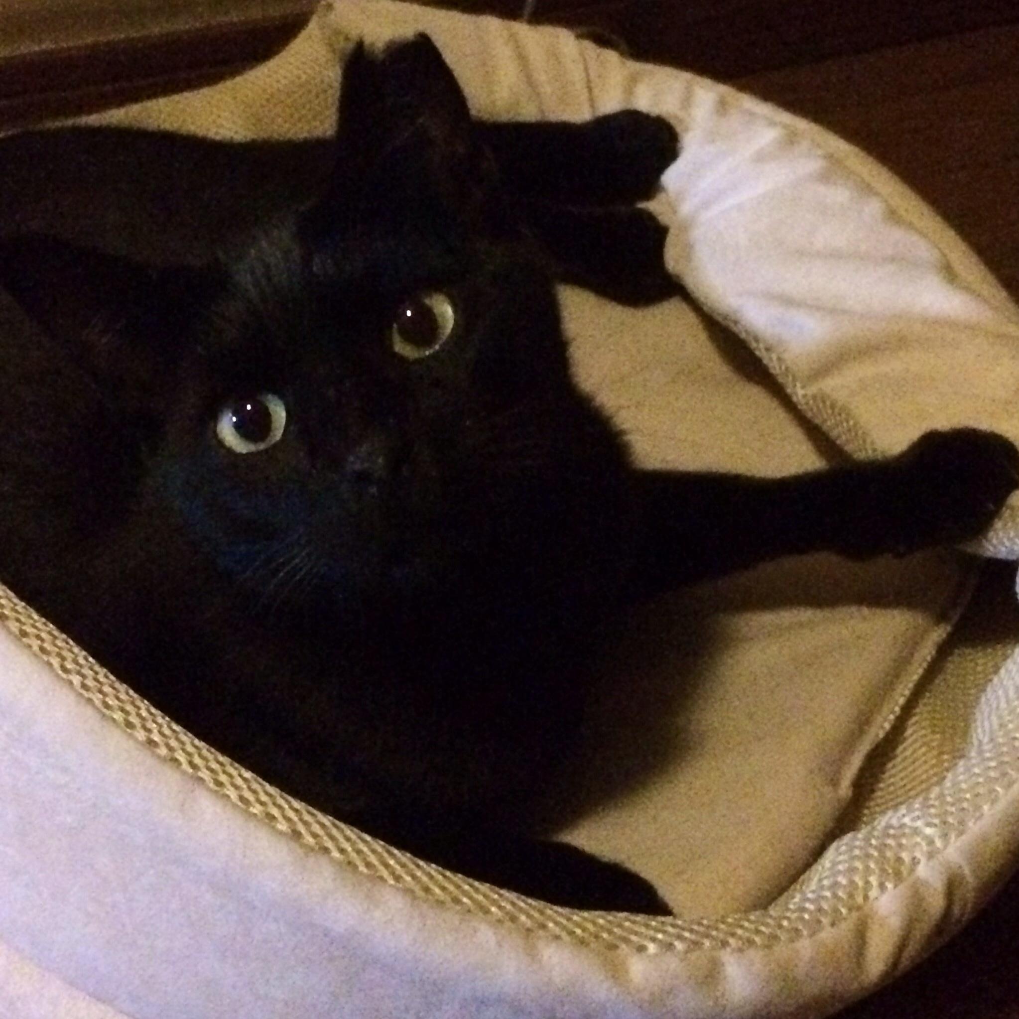 ねこ