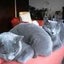 画像 ロシアンブルー老猫姉妹にゃんこ♥のほほんDAYSのユーザープロフィール画像