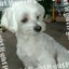 画像 ﾋﾞﾙﾓﾝﾃの日常～愛犬～趣味～出来事のユーザープロフィール画像