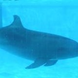 Dolphin Naoki