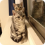 しまねこのサムネイル
