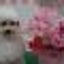 画像 犬の美容室　ＥＬＬＥ　ソニーのひとりごとのユーザープロフィール画像