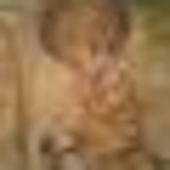 花言葉は希望と慰め 樫の木のように 花言葉は希望と慰め 樫の木のように
