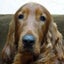 画像 看板犬 ヴィッツすと～りぃ～のユーザープロフィール画像