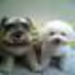 ワッキーアキのプロフィール