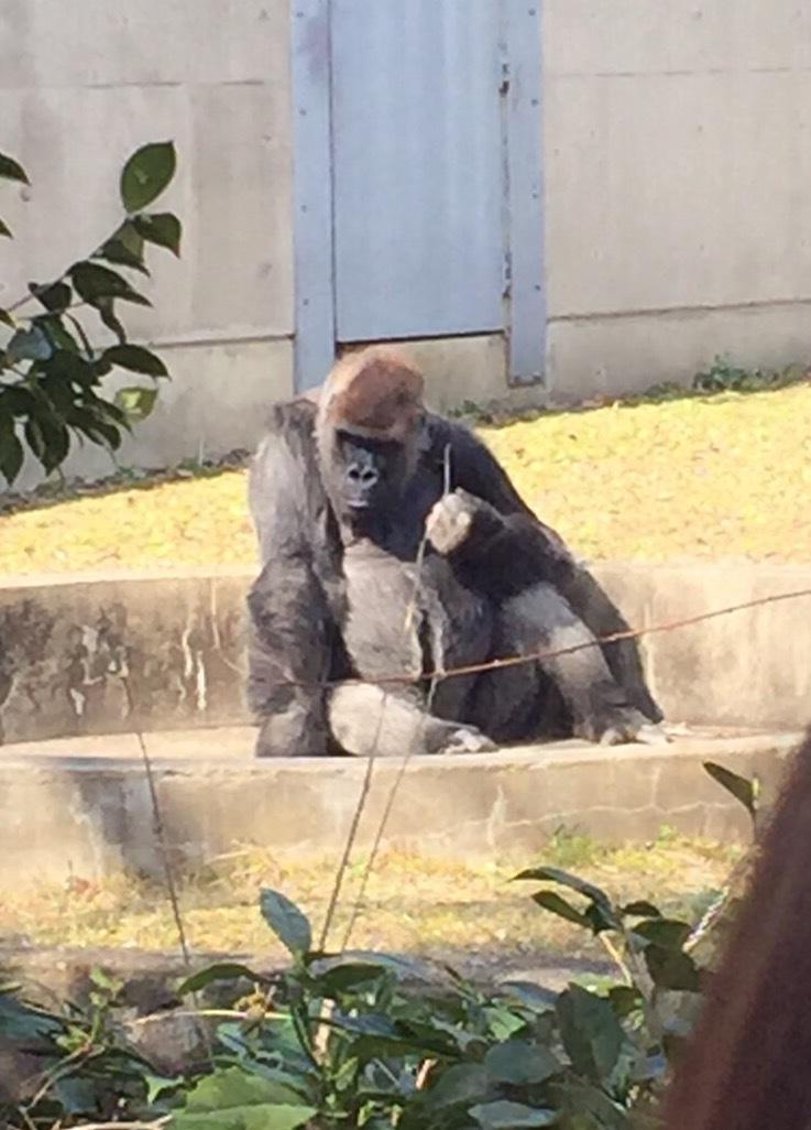 ゴリラの戦闘力はです ゴリラの檻