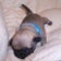 PUG犬クーパーと家族の日記