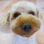 画像 ビケンの看板犬ごろちゃんのブログのユーザープロフィール画像