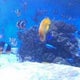 みはらのおすすめのサムネイル