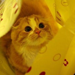ちゅうのプロフィール