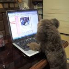 赤目のプロフィール