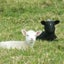 画像 ニュージーランドは羊以外に。。のユーザープロフィール画像