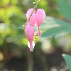まいみぃのプロフィール