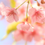 画像 ❀桜色の時間❀春にはきっとサクラサクのユーザープロフィール画像