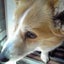 画像 DOG LIFE +　Ｓ　ブログのユーザープロフィール画像