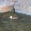 モフモフのサムネイル