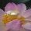 画像 【キラメキをカタチに】Atelier Lotus Bright れんきのユーザープロフィール画像