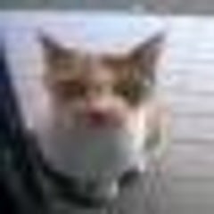 ごんねぎのプロフィール