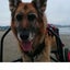 画像 犬店長ベログのユーザープロフィール画像