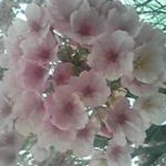 さくらのプロフィール