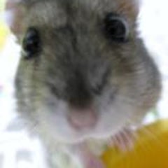 ほげまめのプロフィール