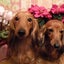 画像 よっこのブログのユーザープロフィール画像