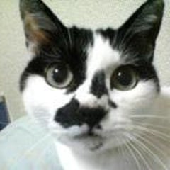 日だまり猫のプロフィール