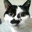 日だまり猫のサムネイル
